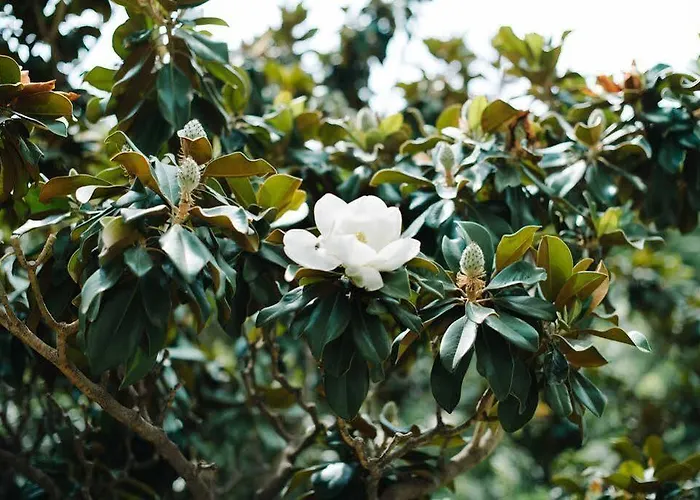 Circa 1905 4* Barcelona