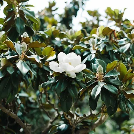 تشيركا 1905 4* برشلونة